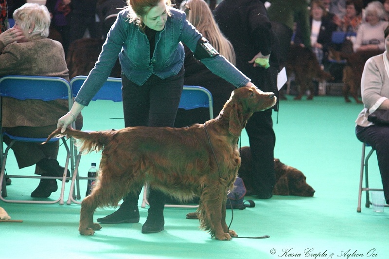 Crufts2011 673.jpg